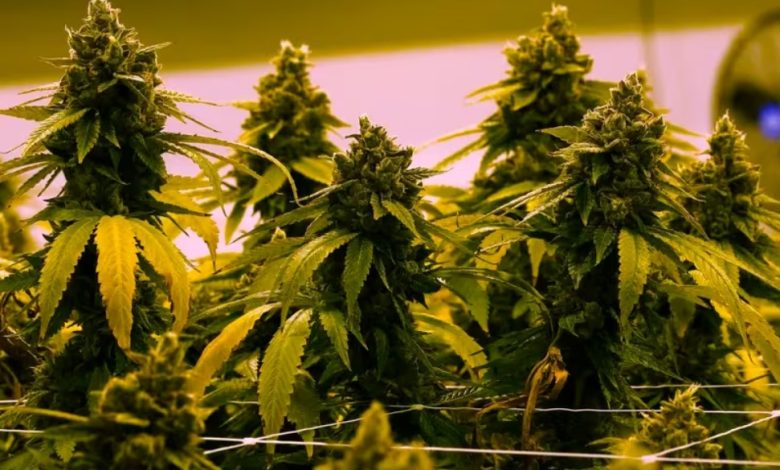 Exploring the Boom of Online Cannabis Dispensaries in Canada