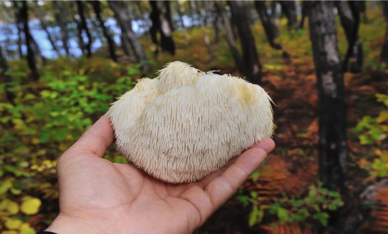 Antioxidant properties of lion's mane mushroom