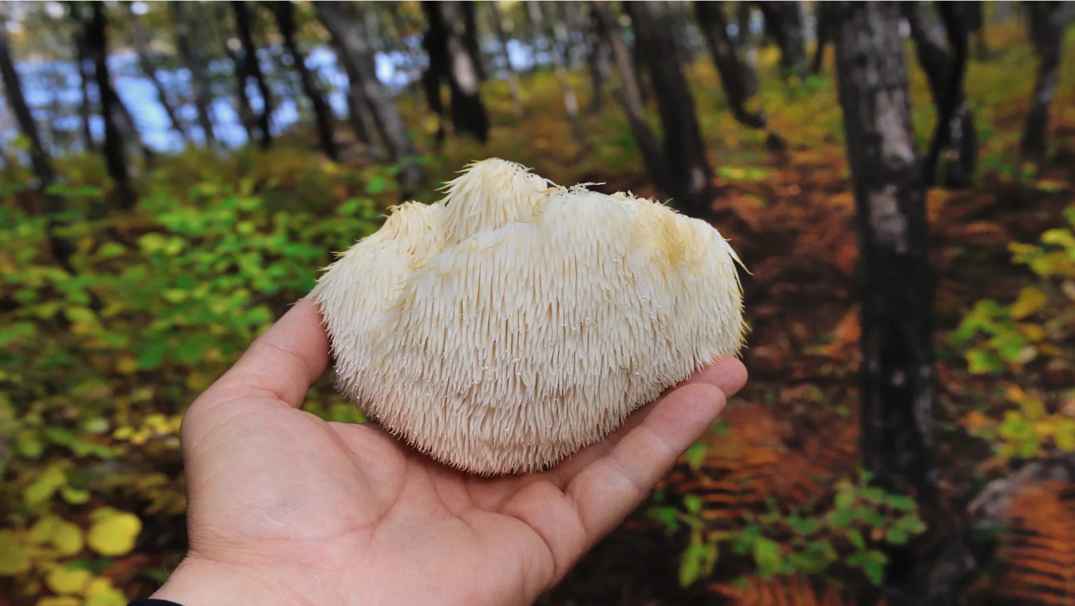 Antioxidant properties of lion's mane mushroom