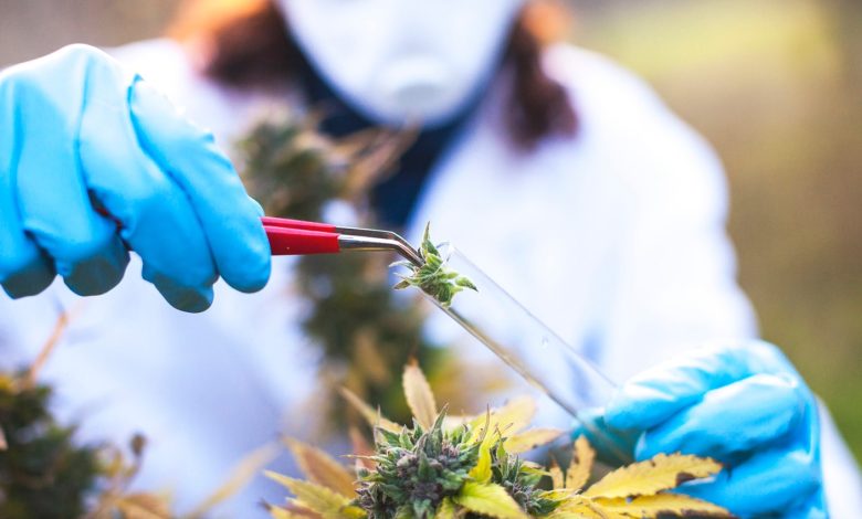 Investigating Medical Cannabis's Potential for Therapeutic Use
