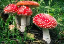 Microdosing of fly agaric an emerging trend in holistic wellness