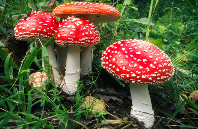 Microdosing of fly agaric an emerging trend in holistic wellness