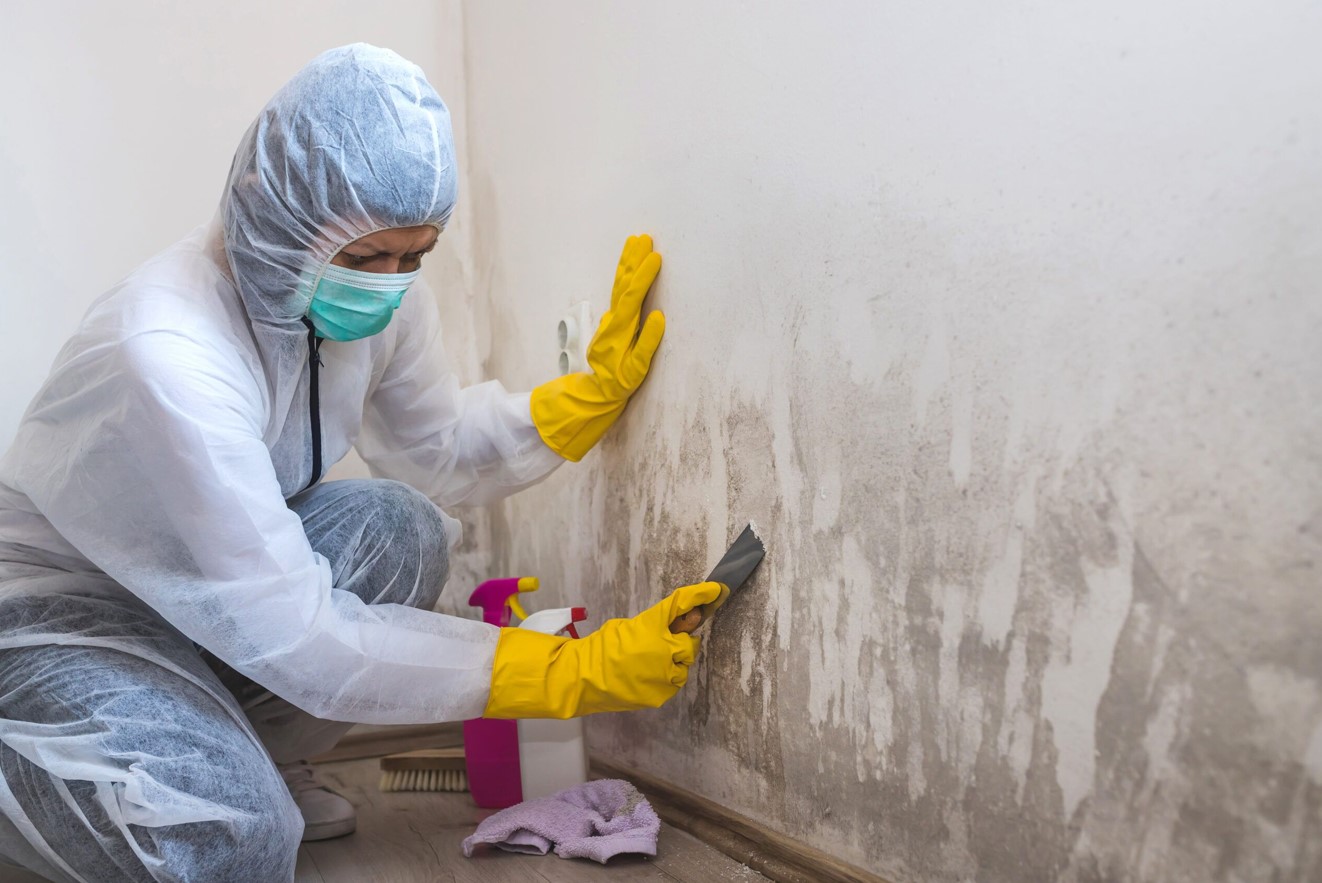 Mold in Your Home? Don't Panic! A Homeowner's Guide to Remediation