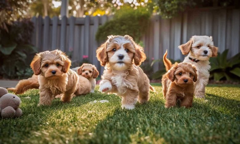 Understanding the Endearing Qualities of Cavapoo Puppies