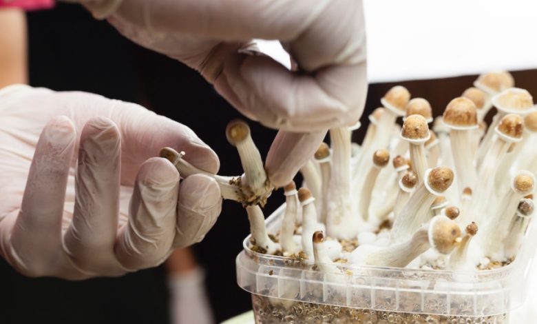 Mind Expansion or Health Risk? The Science Behind the Side Effects of Magic Mushrooms