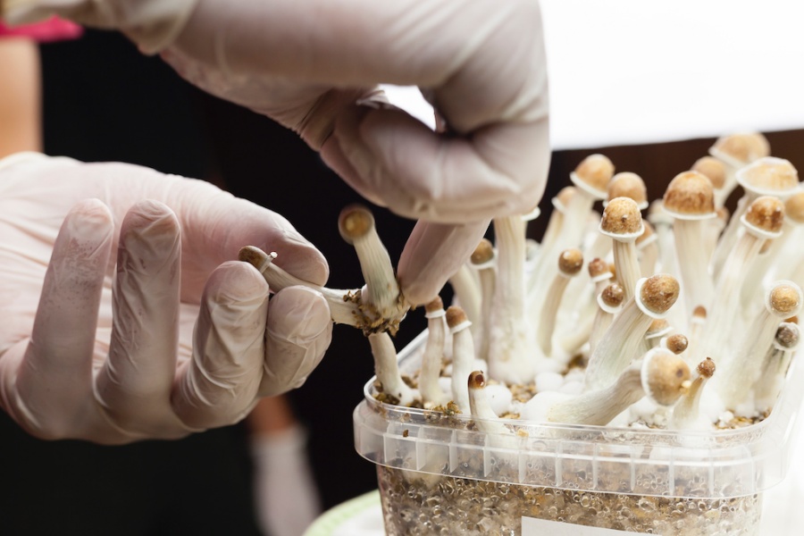 Mind Expansion or Health Risk? The Science Behind the Side Effects of Magic Mushrooms