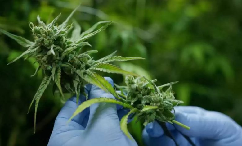 The Rise of Dispensaries: How Legalization is Changing the Cannabis Landscape