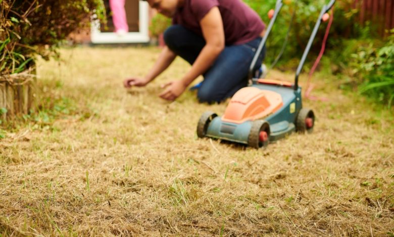 Common Summer Lawn Problems In Bartlett, TN, And How To Solve Them