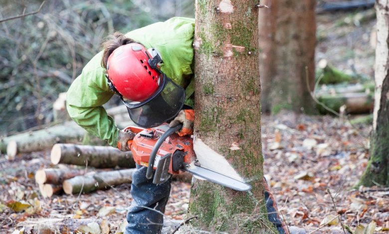 Top Reasons for Tree Removal: Ensuring Safety and Aesthetic Appeal