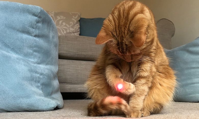 Are Lasers Bad for Cats?