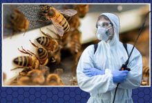 Bee Exterminators: Role, Methods, and Ethical Alternatives