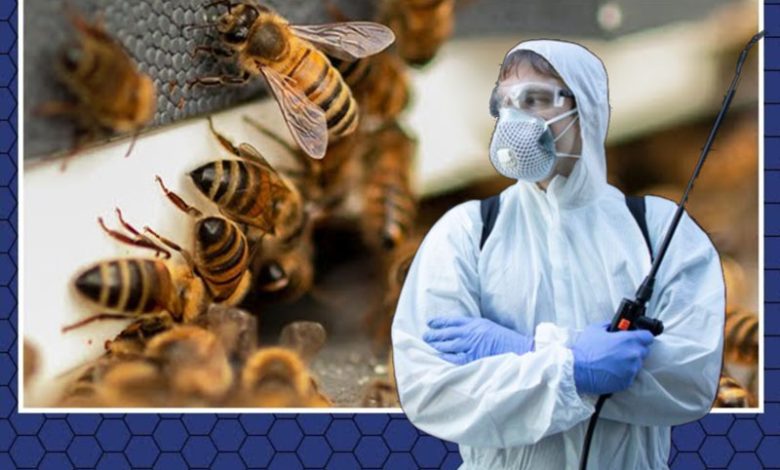 Bee Exterminators: Role, Methods, and Ethical Alternatives