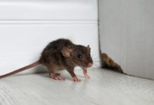 Rodent Behavior and its Implications for Control Methods