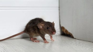 Rodent Behavior and its Implications for Control Methods