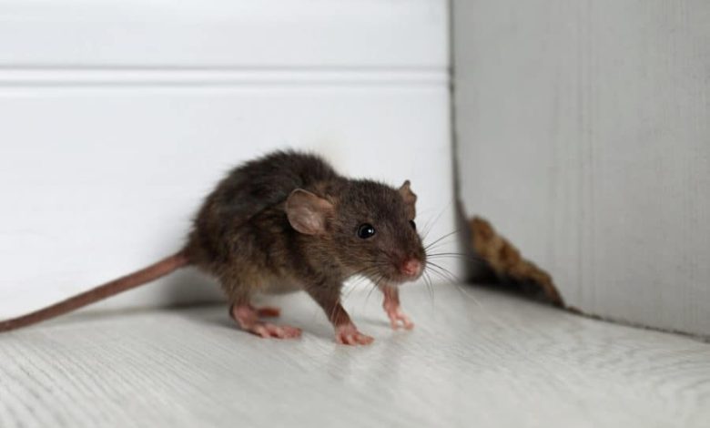 Rodent Behavior and its Implications for Control Methods
