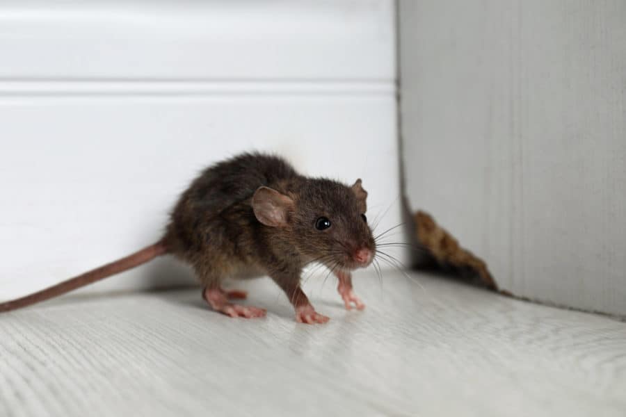 Rodent Behavior and its Implications for Control Methods